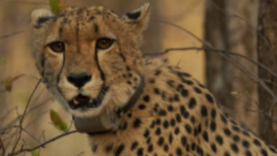Cheetah 'Mukhi' (Image credit: Kuno National Park) Historic milestone for India-born cheetah at Kuno: 'Mukhi' becomes adult on Monday- why it matters