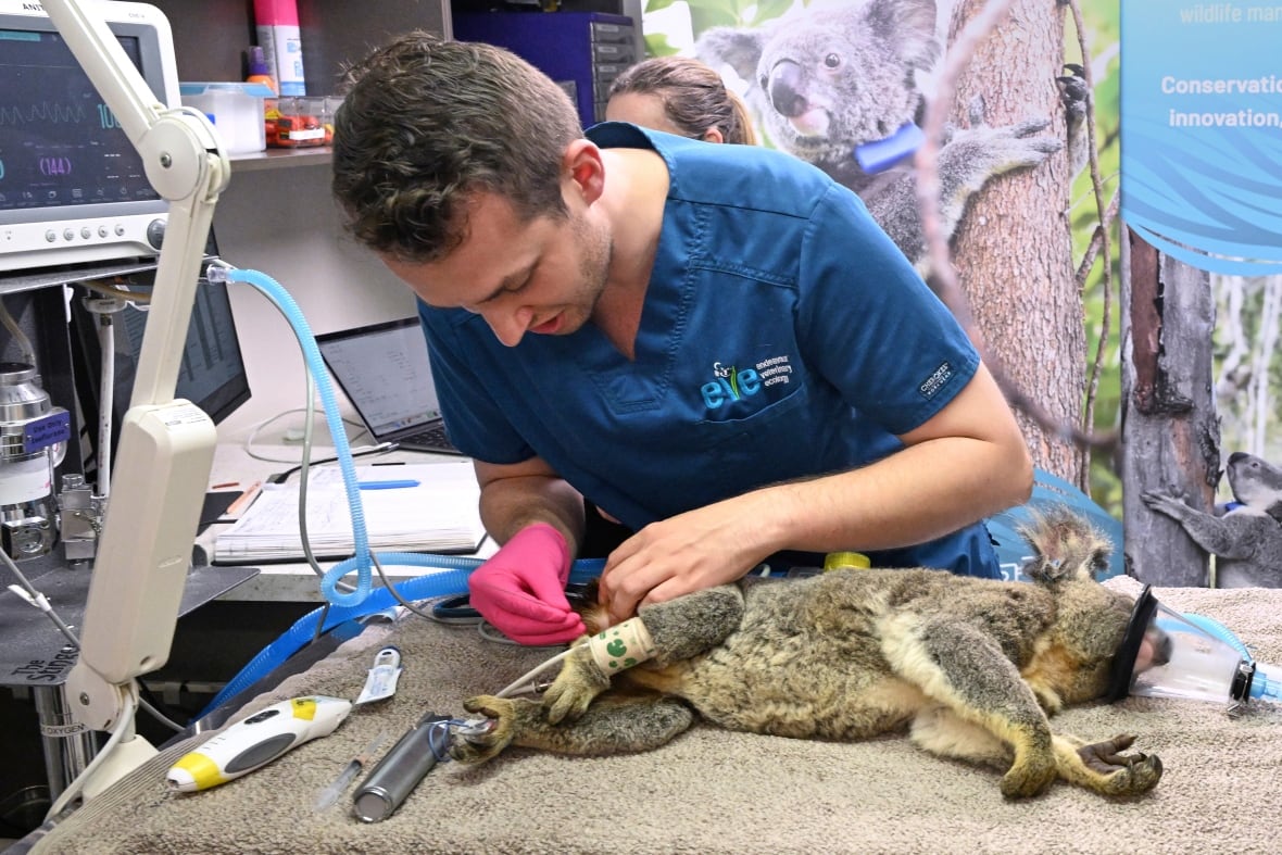 Man in scrubs leans over koala lying on blanket