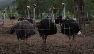 Helicopters flying over B.C. ostrich farm are unrelated to cull, says RCMP