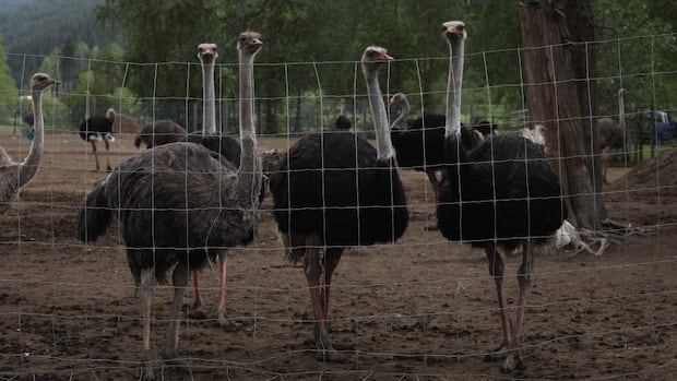 Helicopters flying over B.C. ostrich farm are unrelated to cull, says RCMP