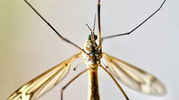 A 'daddy longlegs' up close