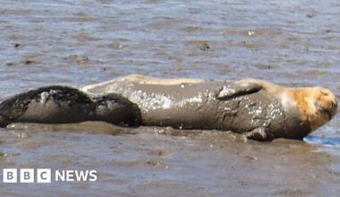 All River Tees seal pups died this year, conservationists say