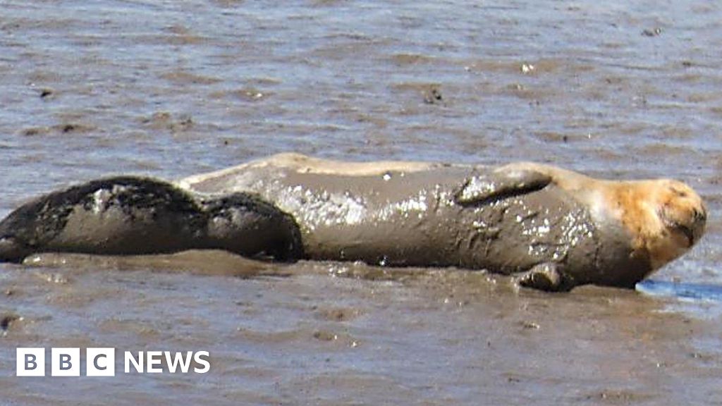 All River Tees seal pups died this year, conservationists say