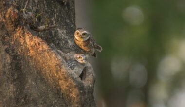 Watch this adorable baby owl make a dramatic leap for survival