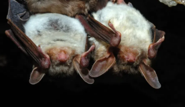Environment ministry offers tips on dealing with bats, as encounters increase