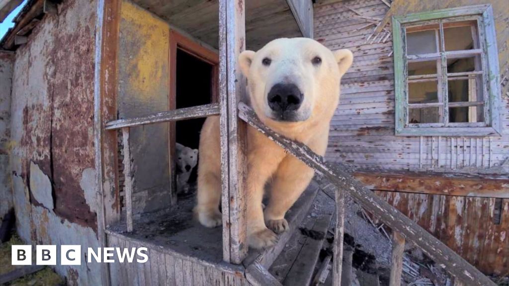 Polar bears occupy abandoned Soviet-era research station