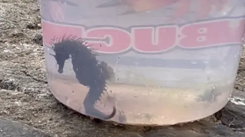 Andrea Andrews-Benson A seahorse is swimming in a plastic bucket of sea water. The seahorse is in profile and its spiny back is visible along with its horse-shaped head and curled tail .The bucket is standing on granite. There are letters written around the bucket, BUC are visible. 