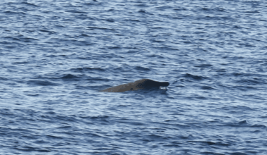 Acoustic Monitoring Of The World's Least Understood Mammals Reveals Unprecedented Insights Into Their Vocalizations