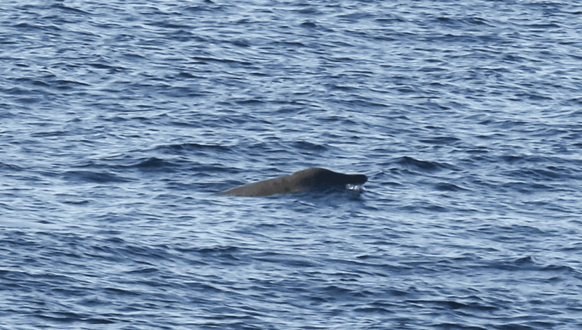 Acoustic Monitoring Of The World's Least Understood Mammals Reveals Unprecedented Insights Into Their Vocalizations