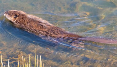 A beaver swimming in a pond just after its release at Tásmam Koyóm in northern California.