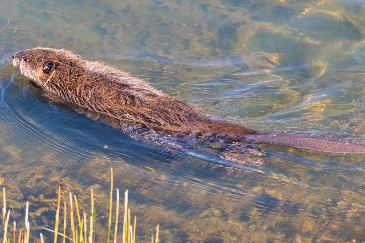 A beaver swimming in a pond just after its release at Tásmam Koyóm in northern California.