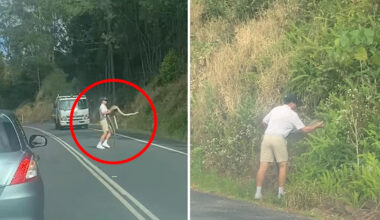 Incredible 10kg discovery in the middle of Aussie road stops traffic: 'A hero'