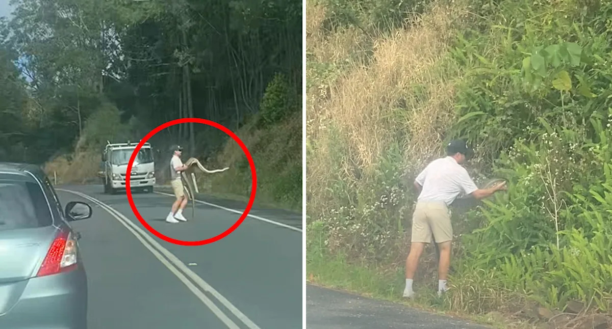 Incredible 10kg discovery in the middle of Aussie road stops traffic: 'A hero'