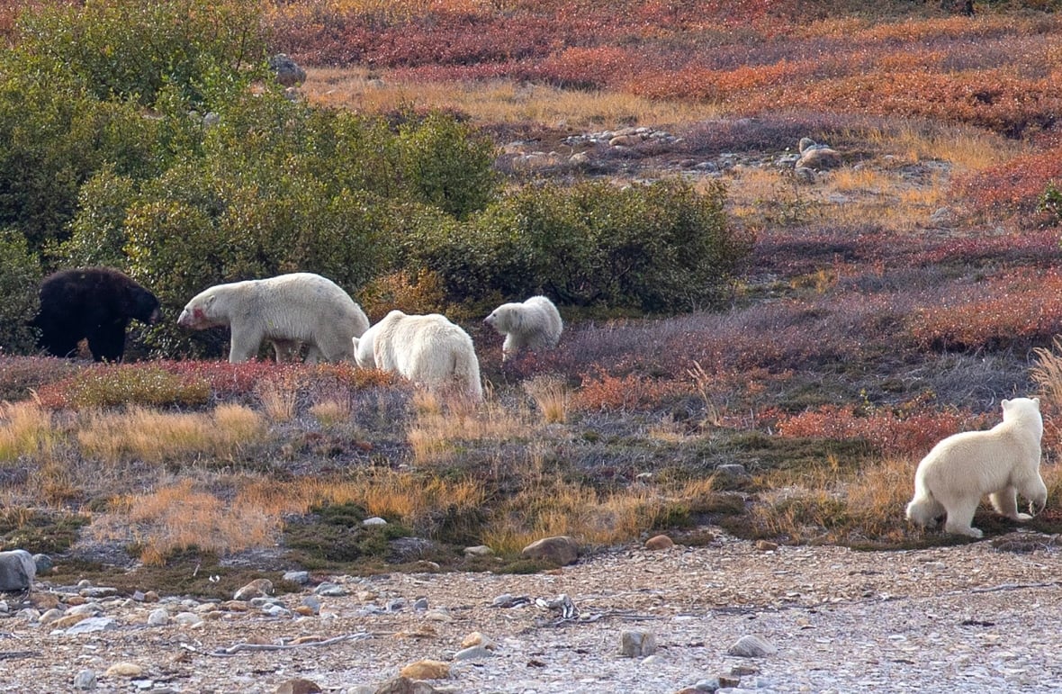 The black bear thought it would be able to get in on the action and share with the polar bears. 