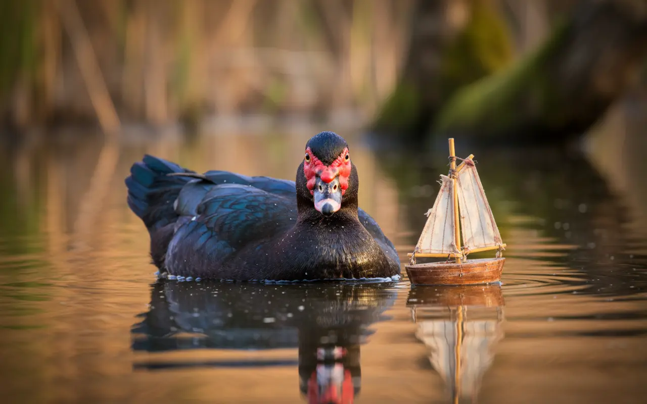 “Bloody fool”: this duck that talks like a human is baffling scientists