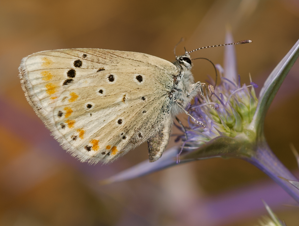 Another shot of the Atlas blue butterfly, not looking very blue. Another shot of the Atlas blue butterfly, not looking very blue.