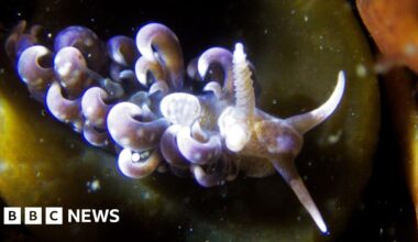 Tropical 'hair curler slug' found for first time in UK waters