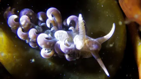 Charlotte Cumming A purple sea slug with several flat, curled outgrowths on its body.
