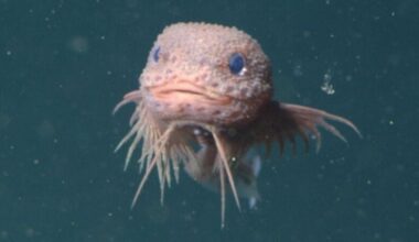 ‘Adorable’ Deep-Sea Snailfish Discovered Off California Coast