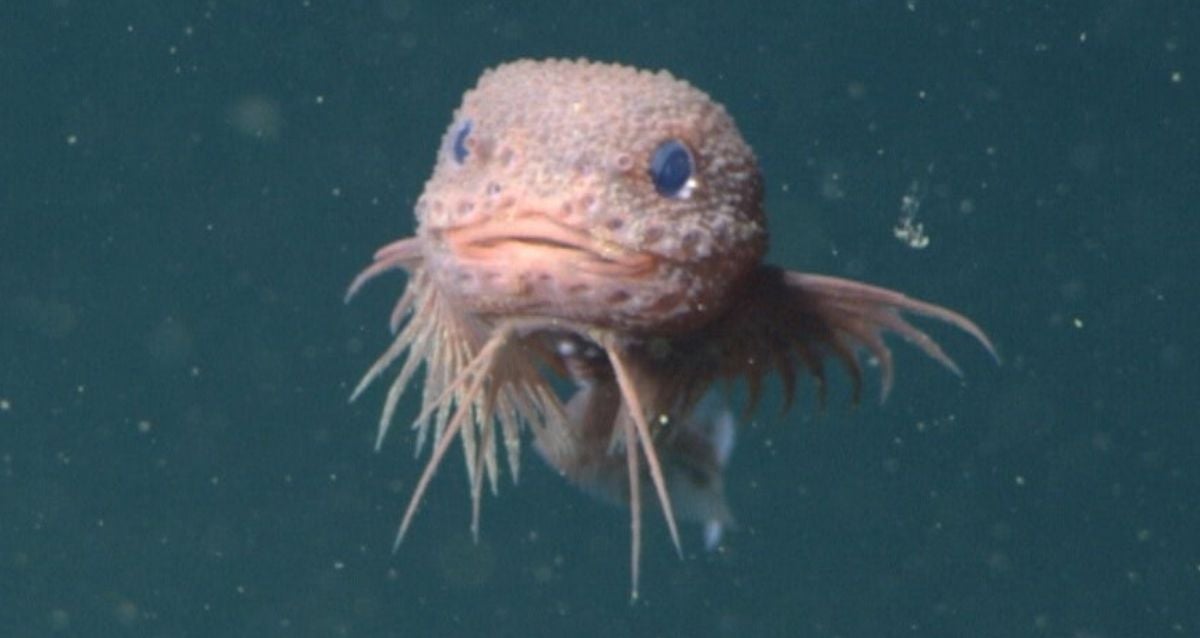 ‘Adorable’ Deep-Sea Snailfish Discovered Off California Coast