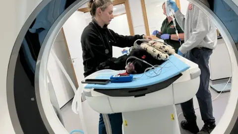 Mochdre Vets The circular form of a CT scanner provides a foreground for a black fluffy shape of a monkey lying on a table, surrounded by medical equipment and covered with strategically placed cushions.  Staff are working alongside the table on both sides preparing for the scan.