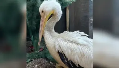 Living Sky Wildlife Rehab seeks fish donations for injured pelicans