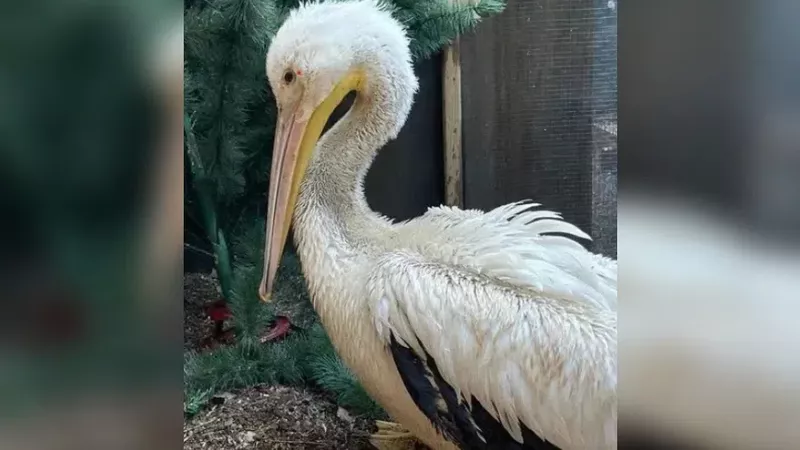 Living Sky Wildlife Rehab seeks fish donations for injured pelicans