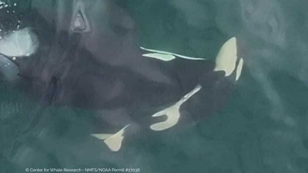 Another endangered female orca found pushing dead baby calf through Salish Sea