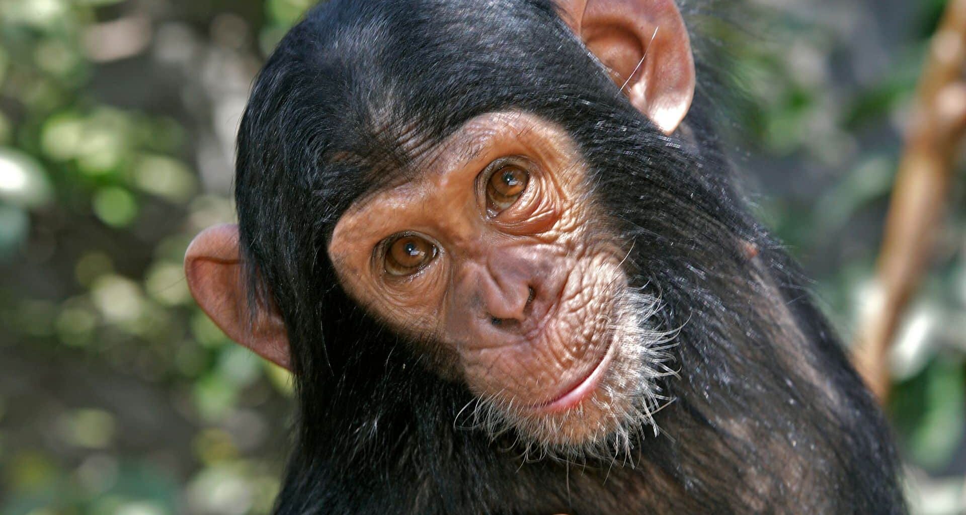 Chimpanzee