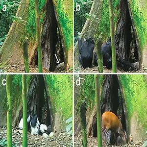 Images of guano pile (a, arrow) and chimpanzees (b) black-and-white colobus (c), and red duiker (d) consuming bat guano were captured using trail cameras. Credit: Nature Communications Biology