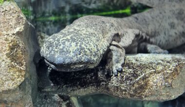 Hybrid Giant Salamanders Are Creating A Very Sticky Situation