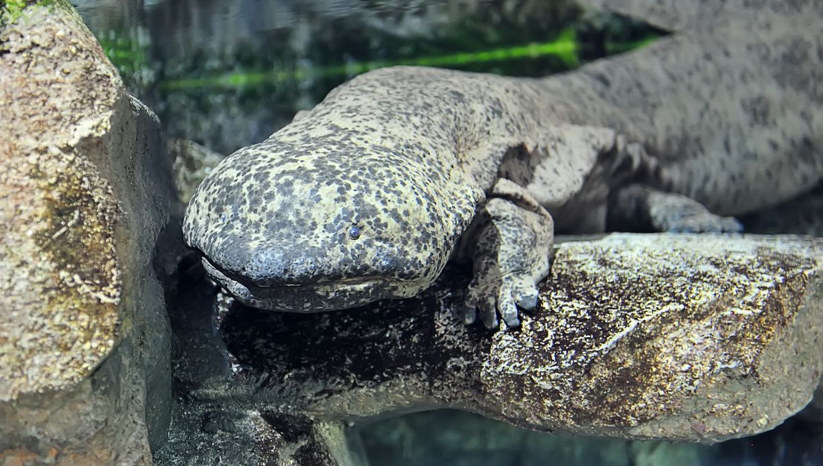 Hybrid Giant Salamanders Are Creating A Very Sticky Situation