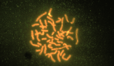 Scientists Confirm Animal With Highest Number Of Chromosomes: The Atlas Blue Butterfly