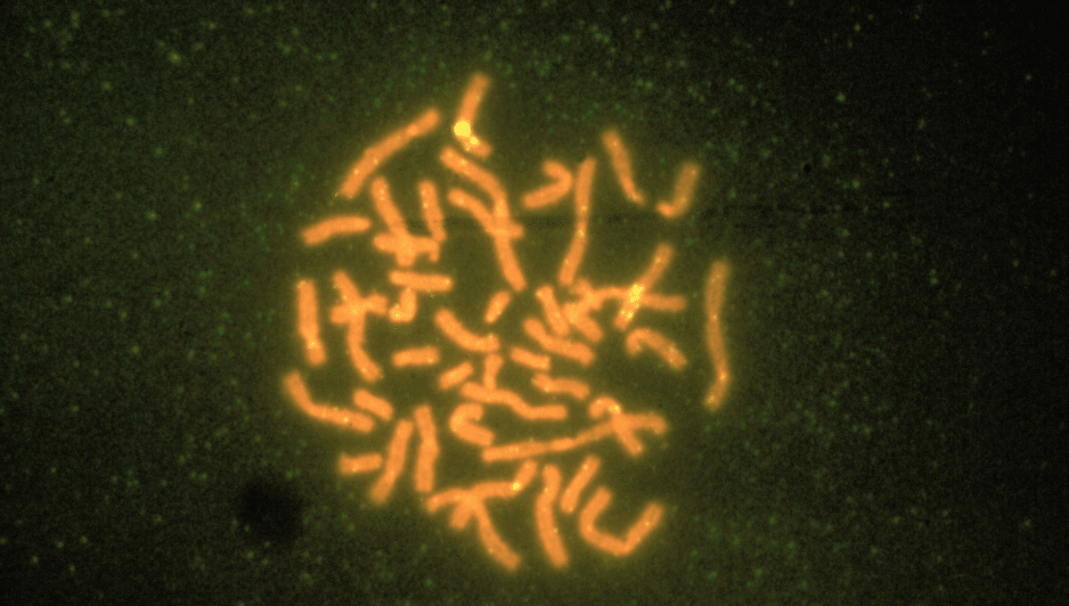 Scientists Confirm Animal With Highest Number Of Chromosomes: The Atlas Blue Butterfly