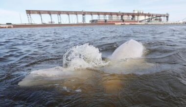 Ship noise from possible Churchill port expansion could drive belugas away, experts fear