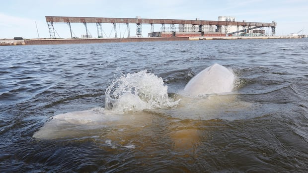 Ship noise from possible Churchill port expansion could drive belugas away, experts fear