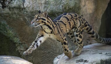 It's shy, sleek and built for trees. Meet the feline beauty that's the size of a Labrador and famous for its hugely flexible, deadly jaw that can open at a full 100 degrees