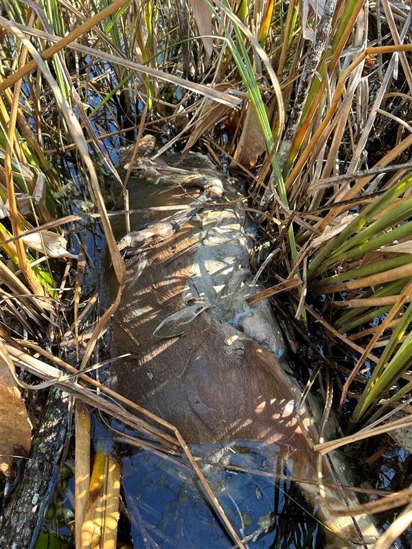 Regurgitated deer in shallow water.