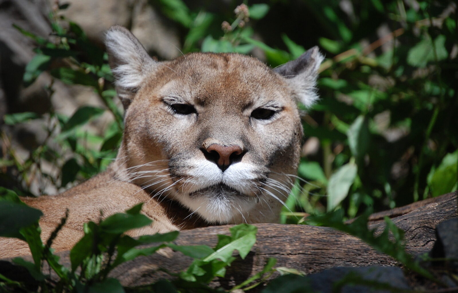 Cougar spotted in Port Coquitlam park