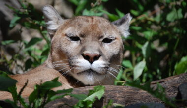 Cougar spotted in Port Coquitlam park