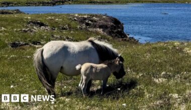 No sign of missing Shetland pony foals in eagle nests, says NatureScot