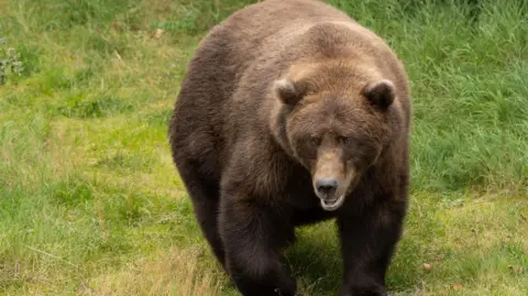 Guy Runco and the Katmai Conservancy A very fat bear carries her weight well near Brooks River