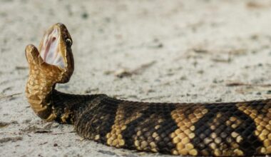 Snakes close 2.7 miles of Illinois road for migration