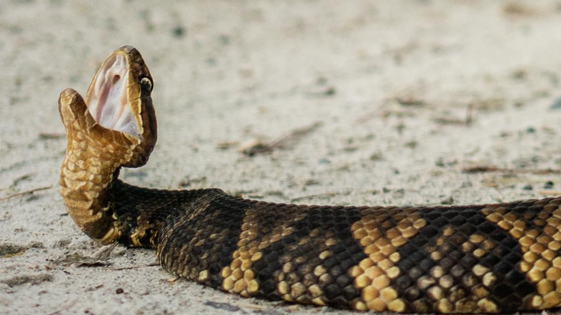 Snakes close 2.7 miles of Illinois road for migration