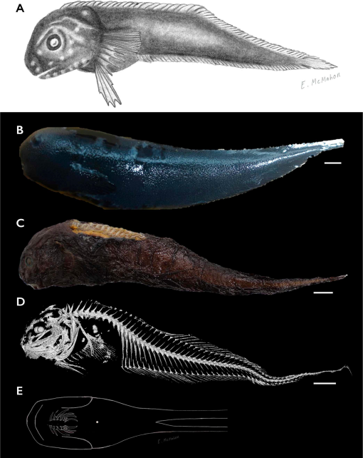 Dark Snailfish