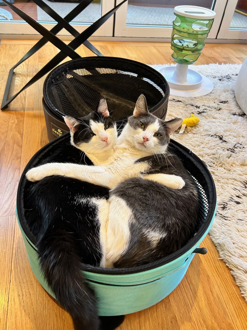Two cats cuddle with each other in a round container inside a house. Understanding the genetics of cat disease and behavior can shed light on human health. Two cats cuddle with each other in a round container inside a house. Understanding the genetics of cat disease and behavior can shed light on human health.