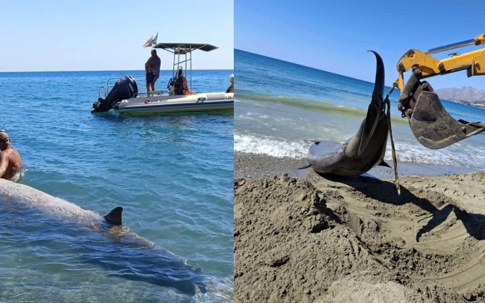 Three dead whales on Crete prompt concern