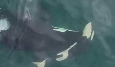 Southern resident orca mother seen pushing deceased calf - BC