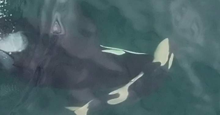 Southern resident orca mother seen pushing deceased calf - BC