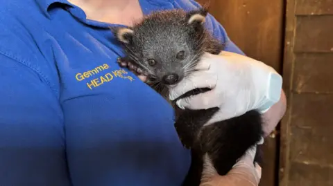 Drusillas Close up image of baby binturong being held by a keeper wearing gloves